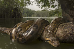 Anaconda Restingon Log Wallpaper