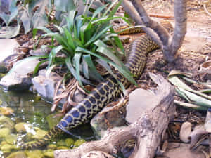 Anacondain Natural Habitat Wallpaper