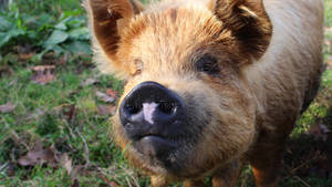 Anatolian Wild Boar Wallpaper