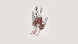 Anatomical Sketchof Human Hand Musculature Wallpaper