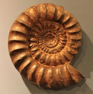 Ancient Ammonite Fossil Wallpaper