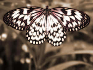Ancient Sepia-toned Map With A Compass And Telescope On A Wooden Table Wallpaper