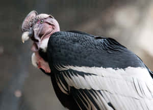 Andean Condor Close Up Wallpaper