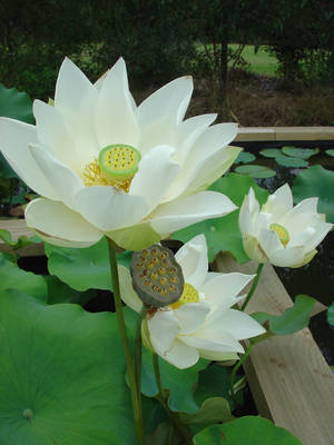 Angel Wings Lotus Flower Wallpaper