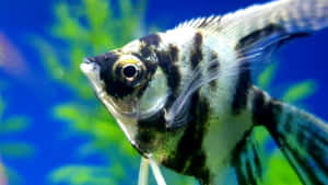 Angelfish Close Up Portrait Wallpaper