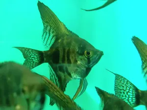 Angelfishin Aquarium Wallpaper