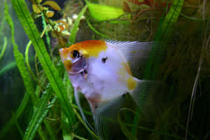 Angelfishin Aquatic Environment.jpg Wallpaper