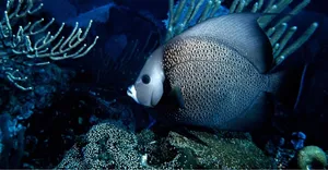 Angelfishin Coral Reef Wallpaper