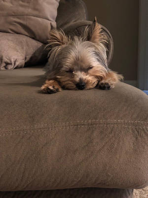 Angelic Yorkshire Terrier Sleeping Photography Wallpaper