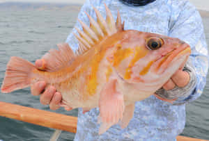 Angler Holding Quillback Rockfish Wallpaper