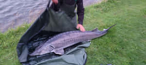 Anglerwith Caught Sturgeon Wallpaper