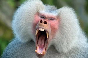 Angry Baboon Yawningor Threatening Wallpaper