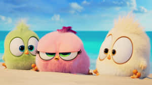 Angry Birds Hatchlingson Beach Wallpaper