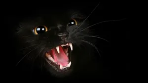 Angry Black Cat Wallpaper