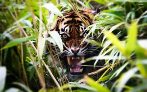Angry Tiger In Tall Grass Wallpaper