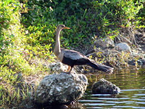 Anhinga At Everglades National Park Wallpaper