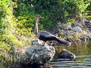 Anhinga At Everglades National Park Wallpaper
