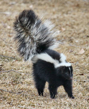 Animal Fur Of Skunk Wallpaper