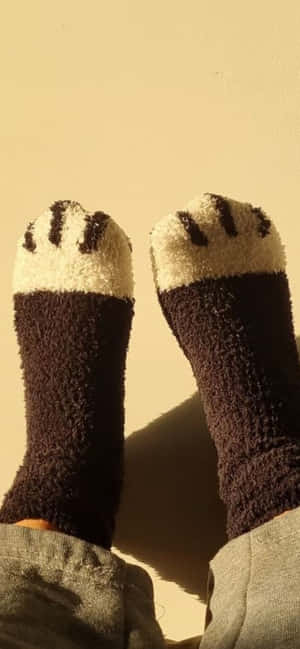 Animal Paw Socksin Sunlight Wallpaper