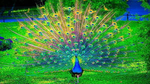 Animal Planet Magnificent Peacock Wallpaper