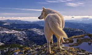 Animal Planet Mountain Wolf Wallpaper