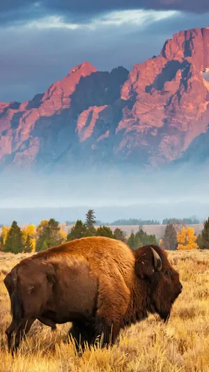 Animals At Grand Teton National Park Wallpaper
