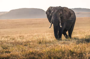 Animals In African Wildlife Wallpaper