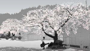 Animation Black And White Anime Girl Cherry Blossom Tree Wallpaper