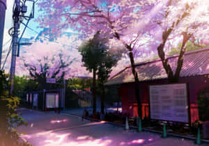 Anime Cherry Blossom Street Scene Wallpaper