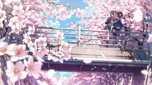 Anime Girl Admiring Cherry Blossoms Wallpaper