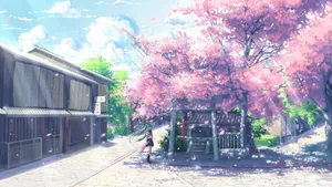 Anime Springtime Cherry Blossoms Scenery Wallpaper