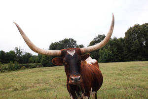 Ankole-watusi Ox Wallpaper