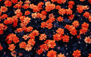 Annual Bloom Orange Flowers Wallpaper