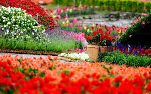 Annual Garden Blossoms Wallpaper