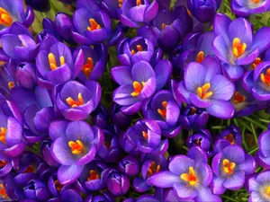 Annual Purple Flower Wallpaper