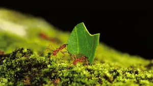 Ant Carrying Leaf Wallpaper