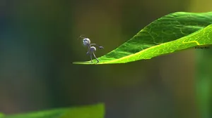 Ant In Leaf A Bugs Life Wallpaper