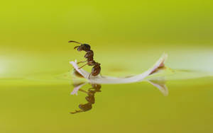 Ant Yellow Wallpaper