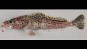 Antarctic Icefish Specimen Wallpaper