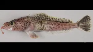 Antarctic Icefish Specimen Wallpaper