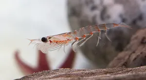 Antarctic Krill Closeup Wallpaper