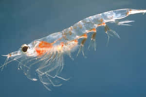 Antarctic Krill Closeup Wallpaper