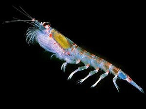 Antarctic Krill Closeup Wallpaper
