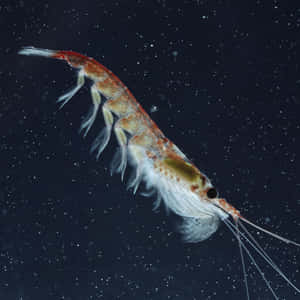 Antarctic Krill Closeup Wallpaper