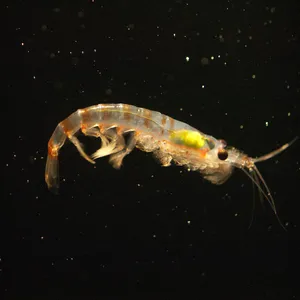 Antarctic Krill Swarm Undersea Wallpaper