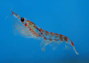 Antarctic Krill Swimming Blue Water Wallpaper