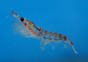 Antarctic Krill Swimming Blue Water Wallpaper