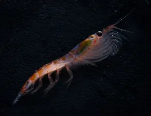 Antarctic Krill Swimming Wallpaper