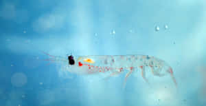 Antarctic Krill Swimming Underwater.jpg Wallpaper