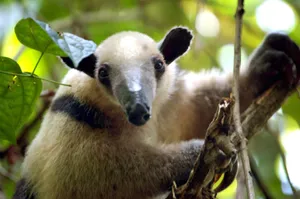 Anteaterin Natural Habitat.jpg Wallpaper